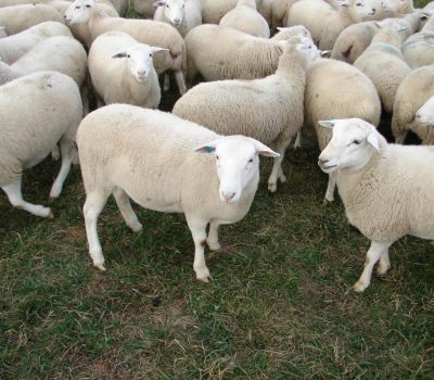 Dorper Sheep