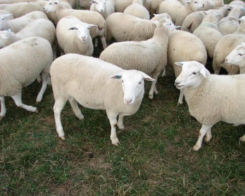 Dorper Sheep Dorper Sheep