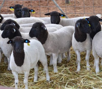 Dorper Sheep1