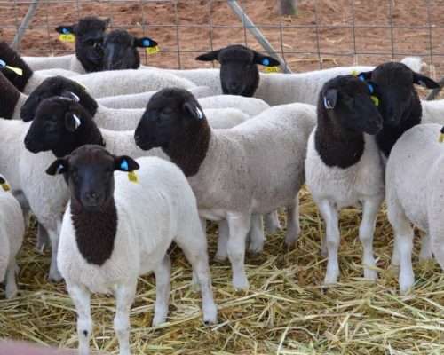 Dorper Sheep1 Dorper Sheep1