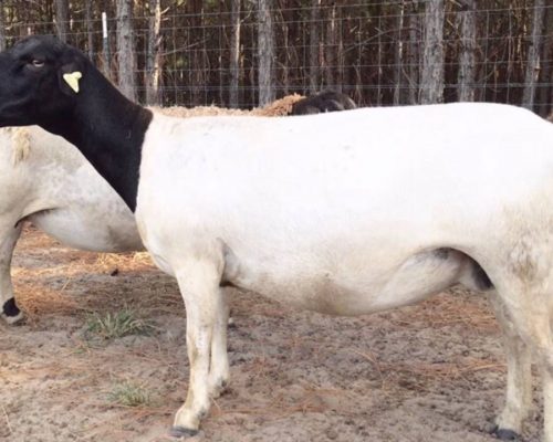 Dorper Sheep22 Dorper Sheep22