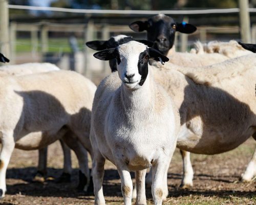 Dorper Sheep7 Dorper Sheep7