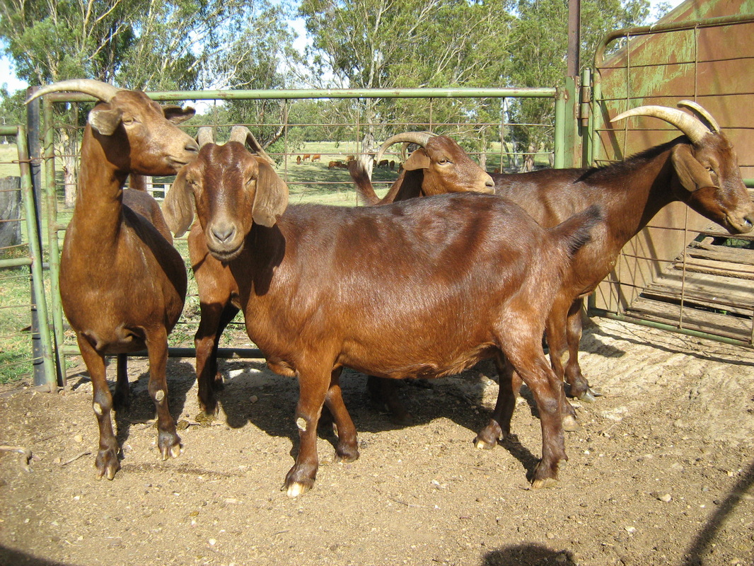 Kalahari Red Goat For Sale in Limpopo buy now