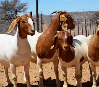 Boerbokke