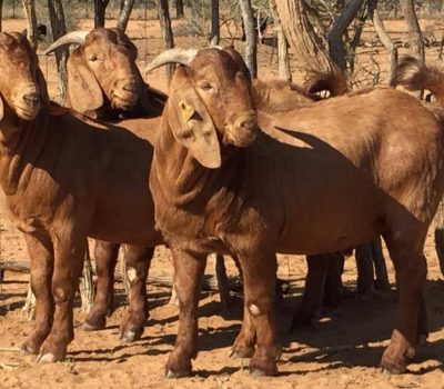kalahari-red-goat