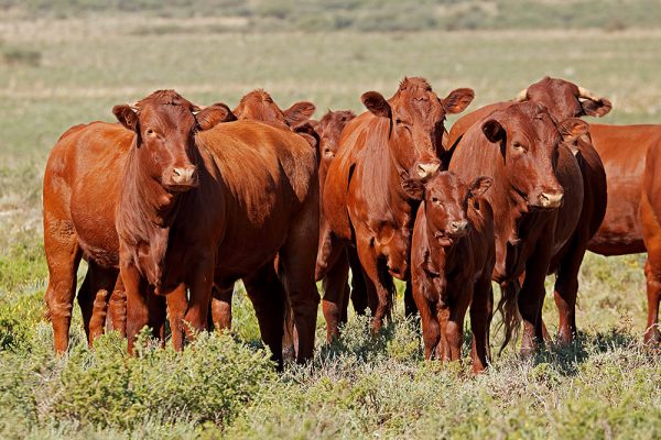 Bonsmara Cattle for sale - Image 2