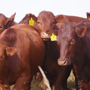 Bonsmara Cattle for sale