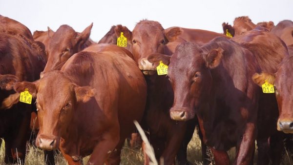 Bonsmara Cattle for sale