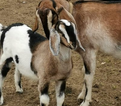 Nguni Goats3