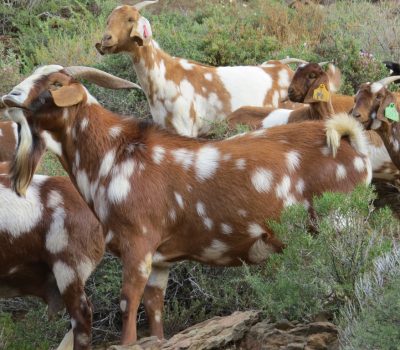 Nguni Goats4