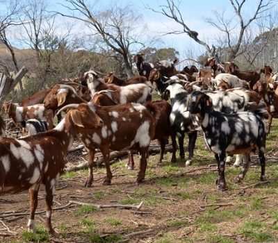Xhosa Lob Ears; inheemse bokke