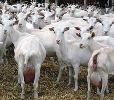 Saanen Goat