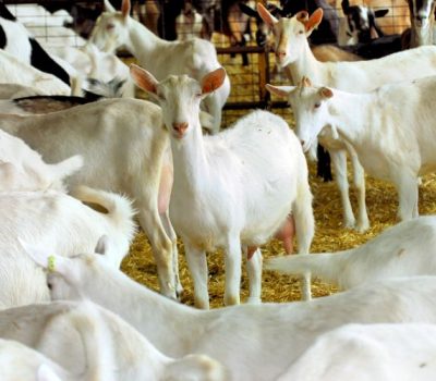 Saanen Goat2