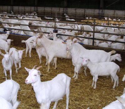 Saanen Goat3